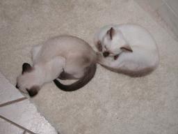 kittens - 071307 11